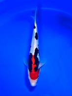 VHQ Tateshita Beni Kumonryu 27-32cm Japanse koi, Dieren en Toebehoren, Vissen | Vijvervissen, Karper of Koi