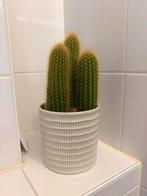 Mooie Cactus in Pot, Ophalen, Minder dan 100 cm, In pot, Cactus