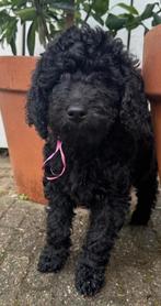 Labradoodle kruising dwergpoedel pups mogen nest verlaten, Dieren en Toebehoren, CDV (hondenziekte), 8 tot 15 weken, Meerdere