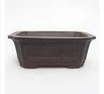 bonsaischaal 15.5x10.5x5.5cm, nieuw en ongebruikt, Ophalen of Verzenden, Volle zon, Overige soorten, Minder dan 100 cm