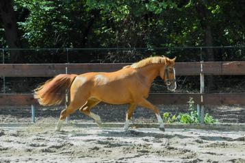 Brave C pony merrie 2,5 jaar NEW FOREST springpony dressuur beschikbaar voor biedingen