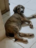 ACE: Maple is helemaal klaar om de wereld te ontdekken!, Particulier, Rabiës (hondsdolheid), 15 weken tot 1 jaar, Overige rassen