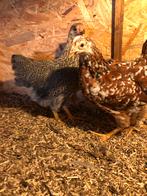 Wyandotte kriel hennetjes, Dieren en Toebehoren, Pluimvee, Vrouwelijk, Kip