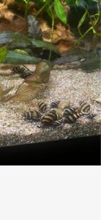 10 Helena slakken, slak etende slak, Dieren en Toebehoren, Vissen | Aquariumvissen, Slak of Weekdier