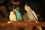 Catharina parkieten | Passend advies, Dieren en Toebehoren, Vogels | Parkieten en Papegaaien, Meerdere dieren, Parkiet