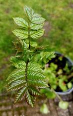 Te koop: Es boompjes Fraxinus excelsior inheems, Ophalen, Zomer, Overige soorten, Volle zon