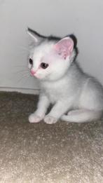 Een klein Turks Angora poesje van twee maanden oud,, Dieren en Toebehoren, Katten en Kittens | Raskatten | Korthaar, Poes