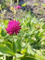 Beemdkroon Marcedonica, Ophalen of Verzenden, Voorjaar, Volle zon, Zaad