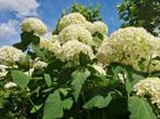 Hortensia Annabelle, Tuin en Terras, Ophalen of Verzenden, Hortensia, Struik, Minder dan 100 cm