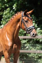 Knappe 3 jarige merrie, Dieren en Toebehoren, Merrie, Gechipt, Dressuurpaard, 3 tot 6 jaar
