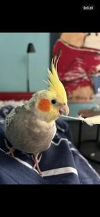 Valkparkiet weggevlogen TAM!, Dieren en Toebehoren, Vermiste en Gevonden Dieren, Vogel