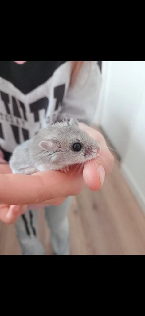 Chinese dwerghamster met toebehoren., Dieren en Toebehoren, Knaagdieren, Mannelijk, Hamster, Na 1 juli 2024, Tam