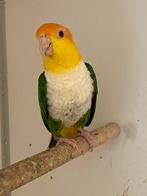 Groendij witbuik Caique 19, Vrouwelijk, Papegaai, Geringd