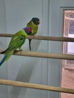 Te koop gevraagd verschillende soorten vogels, Dieren en Toebehoren, Vogels | Parkieten en Papegaaien, Meerdere dieren, Parkiet