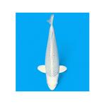 Hq platinum ginrin ogon 60+ cm female, Karper of Koi