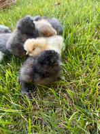 Kuikentjes USA Zijdehoen, Dieren en Toebehoren, Pluimvee, Geslacht onbekend, Kip