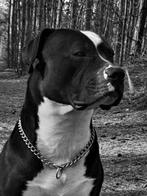 Lief baasje gezocht met tijd want ik wil wel graag aandacht., Dieren en Toebehoren, Reu, 1 tot 2 jaar, Eén hond, Nederland