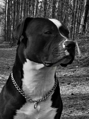 Lief baasje gezocht met tijd want ik wil wel graag aandacht., Dieren en Toebehoren, Honden | Dekreuen, Reu, Particulier, Eén hond