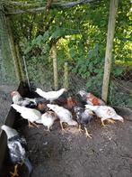 Gratis, Dieren en Toebehoren, Mannelijk, Kip