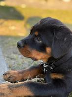 Rottweiler pup, Ophalen, Hond