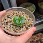 Anthurium King of Spades "Round" chonk stek, Ophalen of Verzenden, Halfschaduw, Minder dan 100 cm