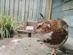 Japanse kwartel haan, Mannelijk, Overige soorten