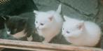 Twee witte kittens