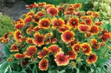 Zaden van de Kokardebloem; Gaillardia Burgunder beschikbaar voor biedingen