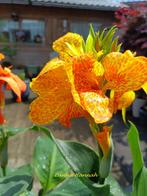 Canna Hannah zaden, Tuin en Terras, Ophalen of Verzenden, Voorjaar, Volle zon, Zaad