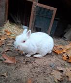 Lief pool konijntje zoekt een maatje of een goed nieuw huis, Dieren en Toebehoren, Konijnen, Vrouwelijk, Dwerg