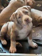 Nog 1 prachtig bully xl teefje per direct beschikbaar, Rabiës (hondsdolheid), Overige rassen, 8 tot 15 weken, Teef