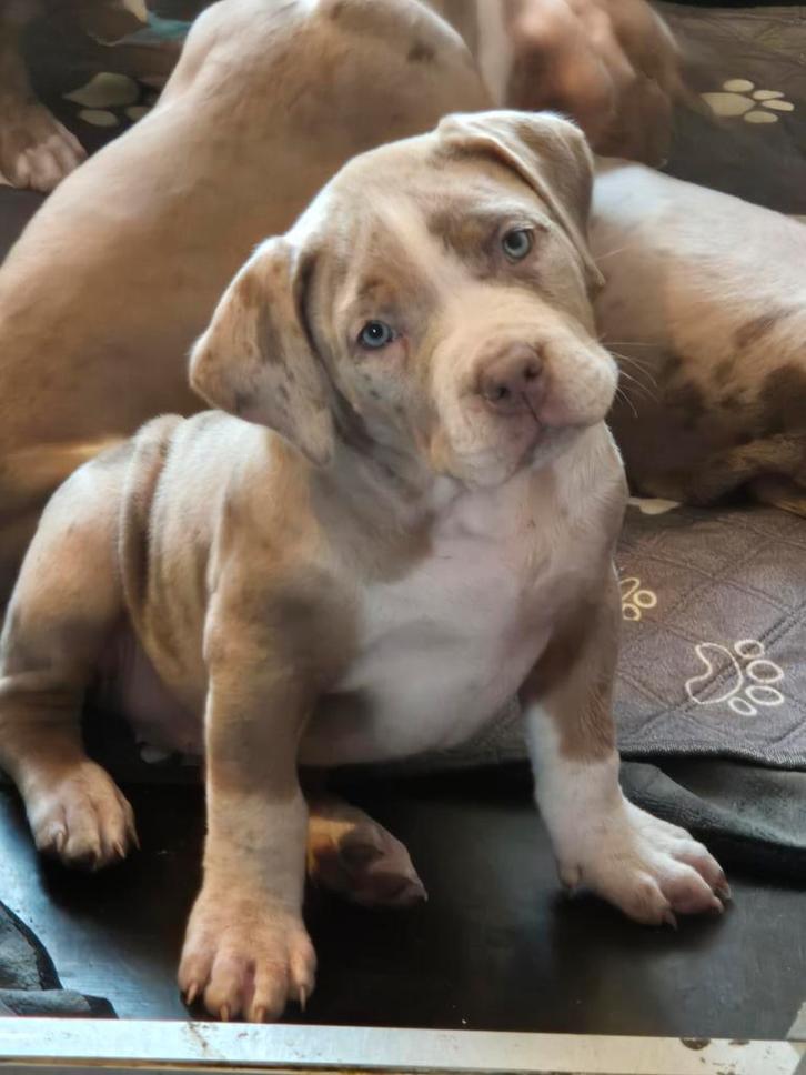 Nog 1 prachtig bully xl teefje per direct beschikbaar, Dieren en Toebehoren, Honden | Bulldogs, Pinschers en Molossers, Teef, Overige rassen