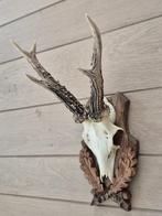 Mooi Groot Ree Gewei op schitterend hand gestoken schild d63, Ophalen of Verzenden, Hert, Gewei of Kop