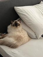 Oppas voor kat gezocht aan huis, Kater, 0 tot 2 jaar