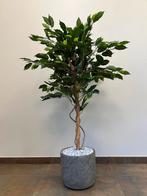 Kunstplant Ficus - 120cm hoog, Huis en Inrichting, Kamerplanten, Ophalen, Ficus, 100 tot 150 cm, Halfschaduw