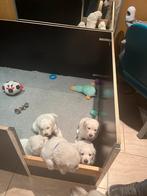 Super lieve Golden Retriever puppys te koop, Dieren en Toebehoren, Golden retriever, 8 tot 15 weken, Meerdere, Meerdere dieren