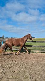 Freiberger merrie 2,5 jaar te koop, Dieren en Toebehoren, Paarden, Merrie, 160 tot 165 cm, Dressuurpaard, 3 tot 6 jaar