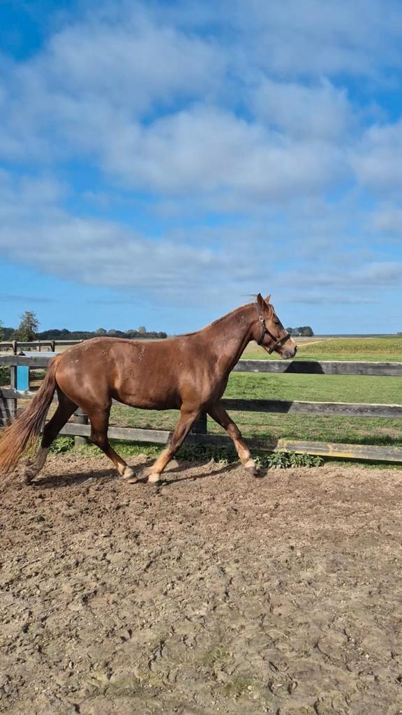Freiberger merrie 2,5 jaar te koop, Dieren en Toebehoren, Paarden, Merrie, 160 tot 165 cm, 3 tot 6 jaar, Dressuurpaard