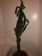 Euphorbia cactus groot hoog, Huis en Inrichting, Kamerplanten, Cactus, Ophalen of Verzenden