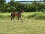 Hengstveulen springen te koop, Hengst, Dressuurpaard, 0 tot 2 jaar