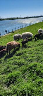 Quessant ooi schaap met lam bruin., Vrouwelijk, Schaap