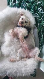 Boomer Coco te koop, Dieren en Toebehoren, Honden | Chihuahua's en Gezelschapshonden, 1 tot 2 jaar, Teef, Eén hond, Chihuahua