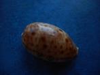 Schelpen: Cypraea lynx L.  (9 exemplaren), Verzenden, Schelp(en)