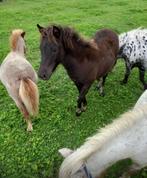 Appaloosa mini hengstje, Dieren en Toebehoren, Pony's, Hengst, A pony (tot 1.17m), 0 tot 2 jaar