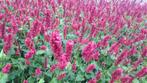 Persicaria ampl. Speciosa Duizendknoop vasteplanten, Ophalen of Verzenden, Zomer, Overige soorten, Volle zon