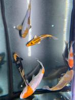 Japanse koi karpers, Karper of Koi