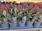 Skimmia Rubella - Winterharde sierheester, rood bloeiend, Overige soorten, Vaste plant, Ophalen of Verzenden, Halfschaduw