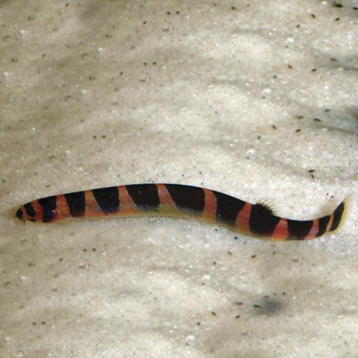 Modderkruiper - leuk en nuttig visje voor je aquarium, Dieren en Toebehoren, Vissen | Aquariumvissen, Zoetwatervis, Vis