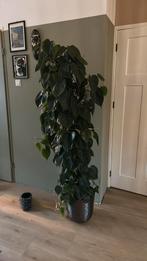 Philodendron scandens XL kamerplant, Ophalen, Overige soorten, Minder dan 100 cm