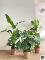 3 for 120 - Strelitzia, Monstera & Ficus, In pot, Minder dan 100 cm, Groene kamerplant, Halfschaduw